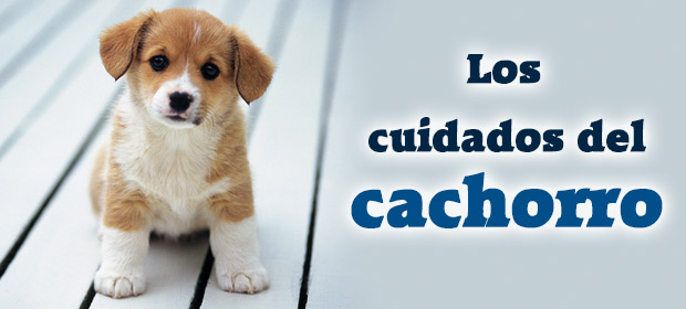cabecera-post-cachorros.jpg