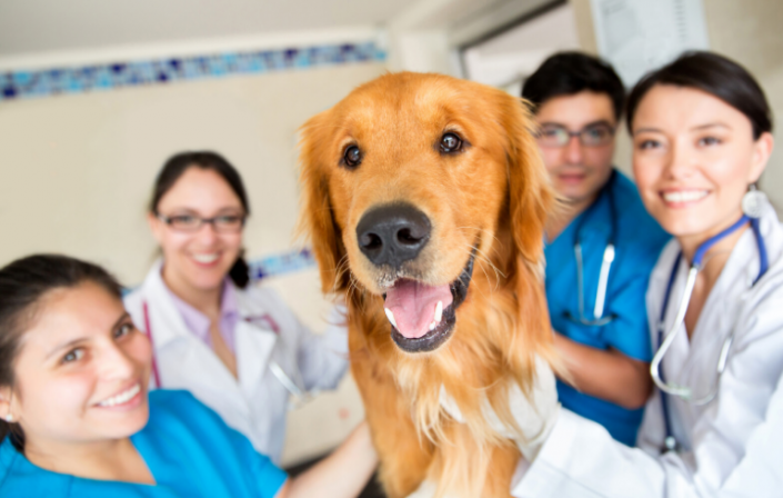 Curso De Auxiliar De Veterinaria Esacan